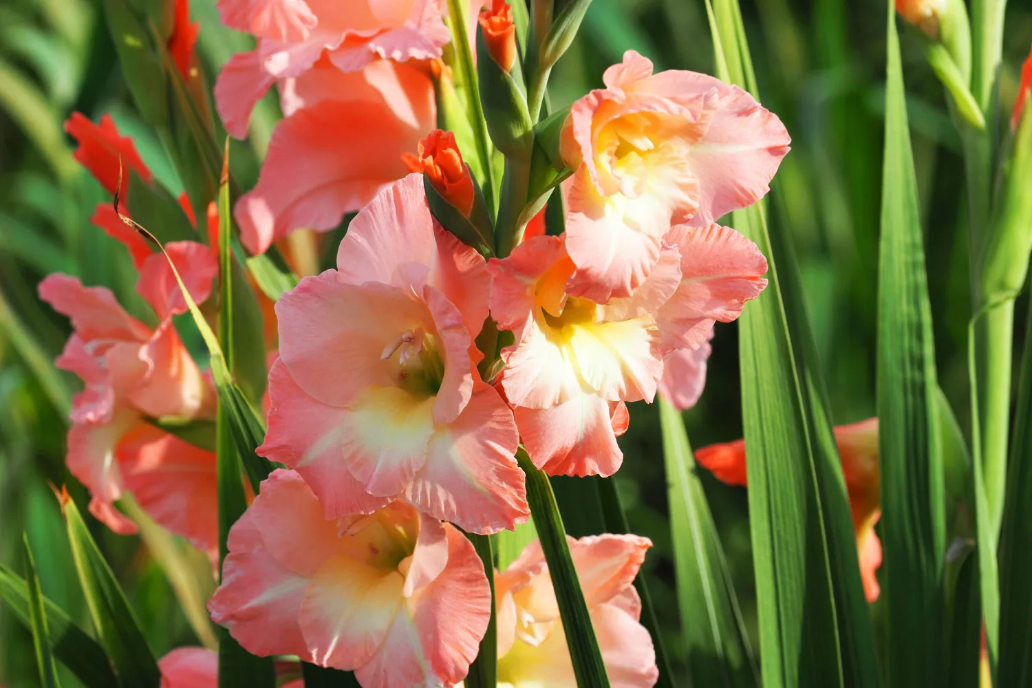 gladiolus-sympathy