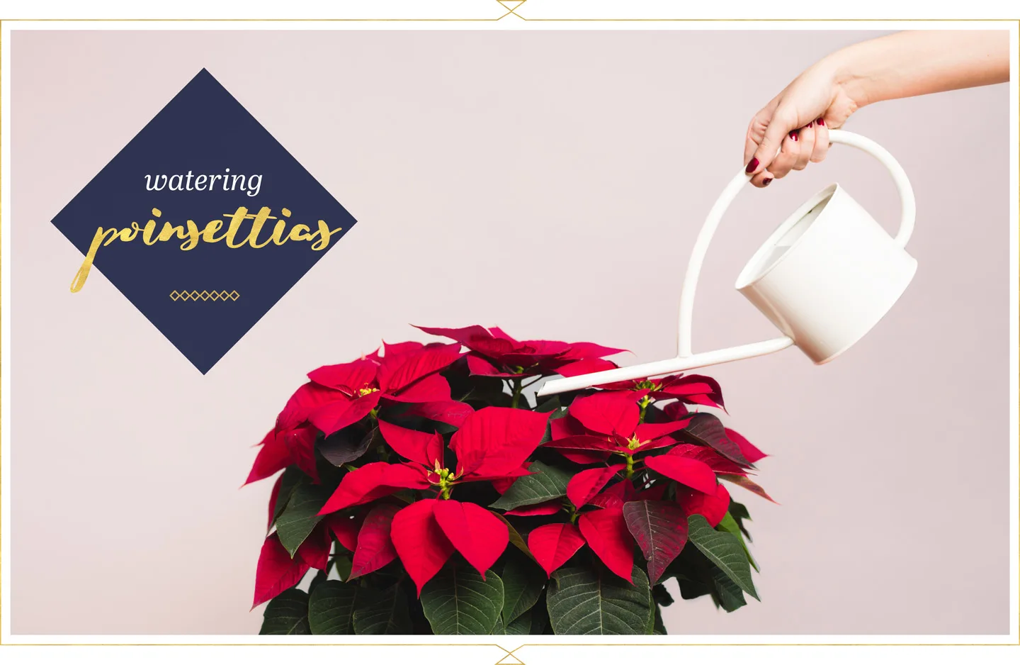 Poinsettia Care Guide: Tips and Tricks