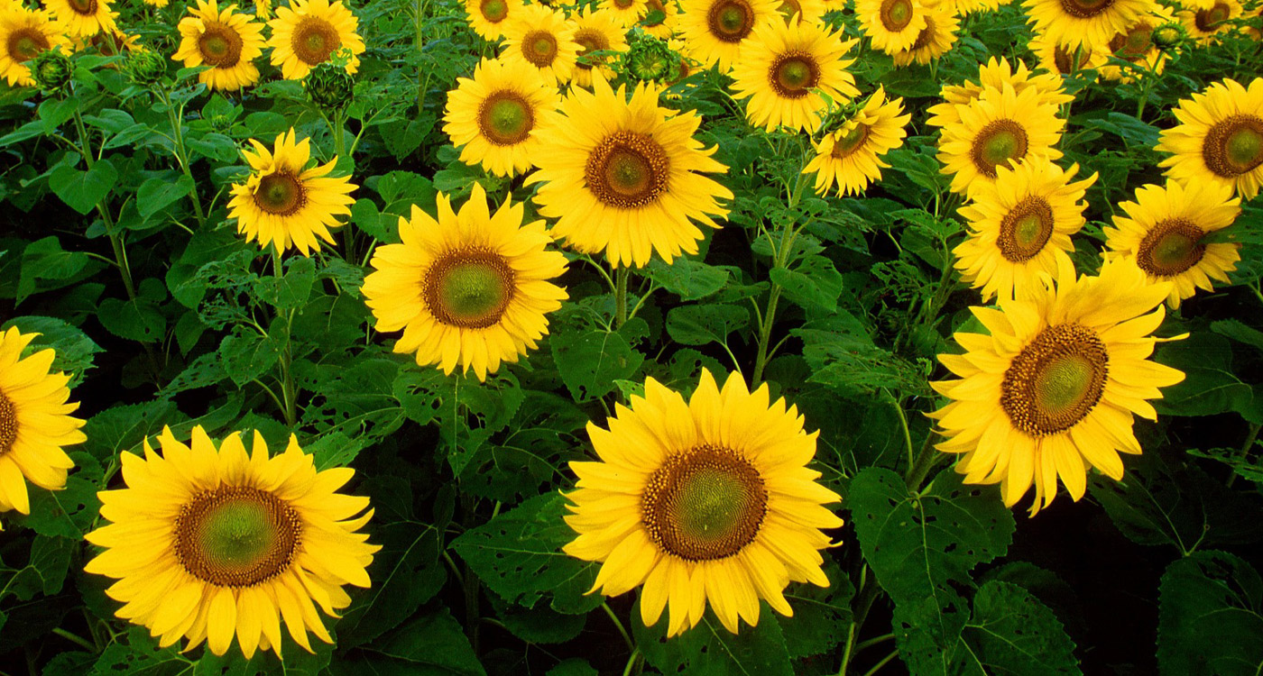 Kansas State Flower The Sunflower Proflowers Blog 