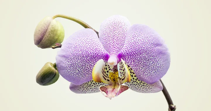 Types of Orchids: A Visual Compendium