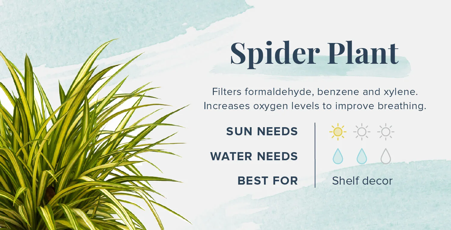 Plants-That-Help-You-Sleep-Spider-Plant