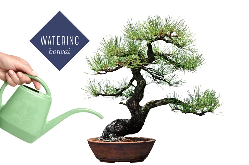 watering-bonsai