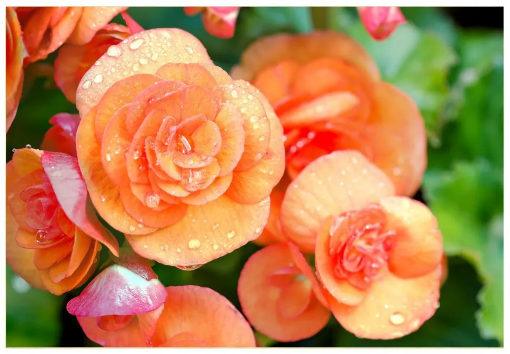 Begonia