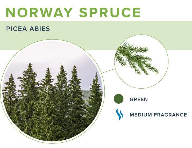 norway spruce