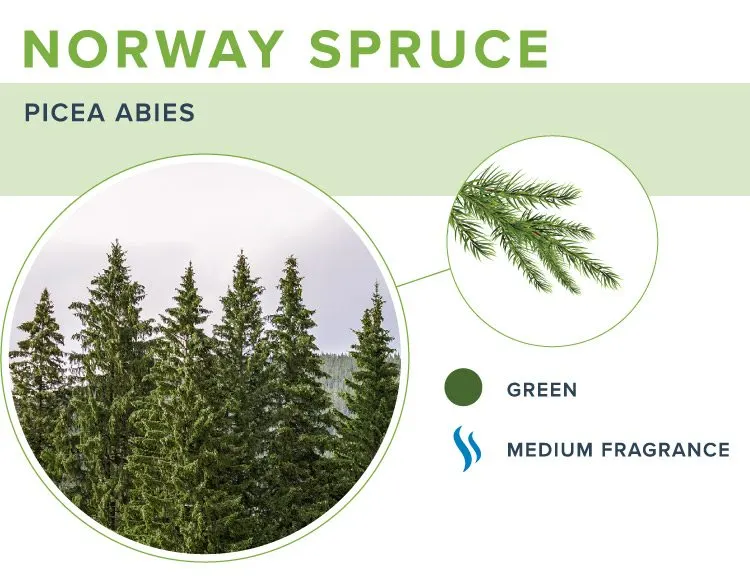 types-of-christmas-trees-norway-spruce