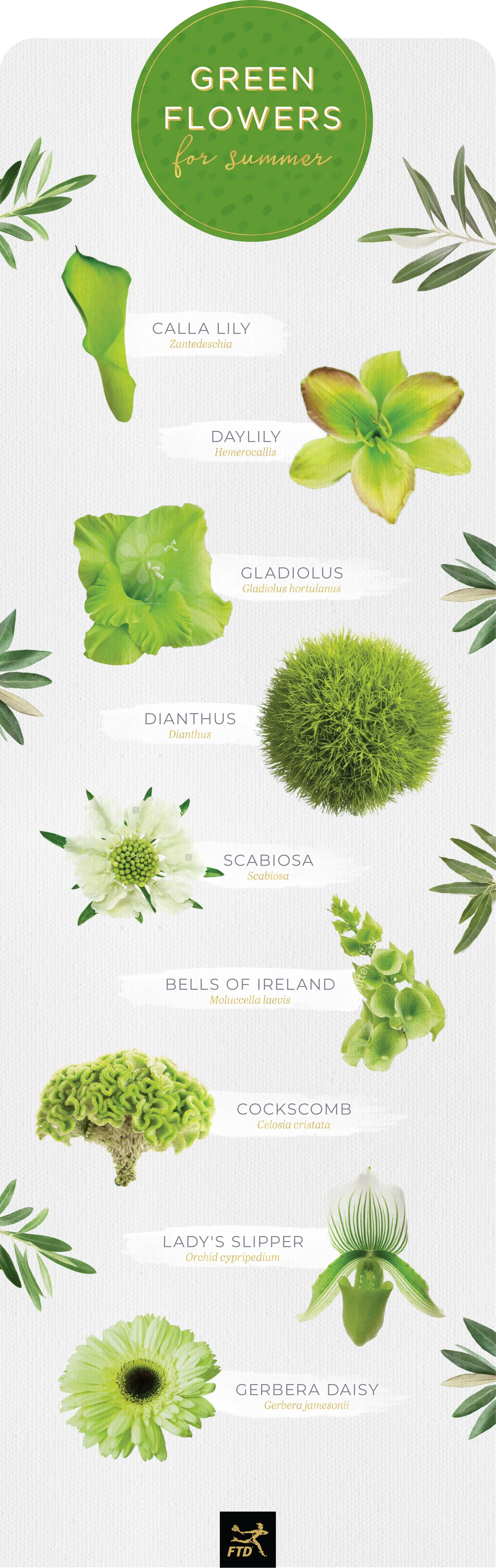 20 Types of Green Flowers