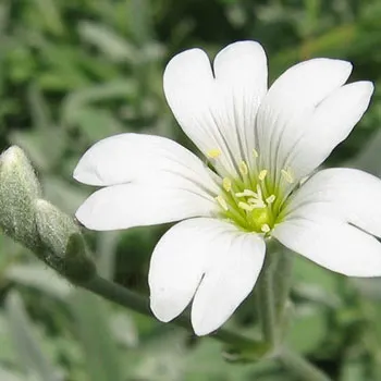 cerastium-tomentosum-flower