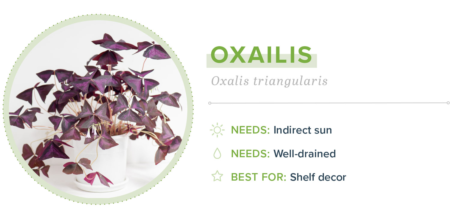 oxalis small indoor plants