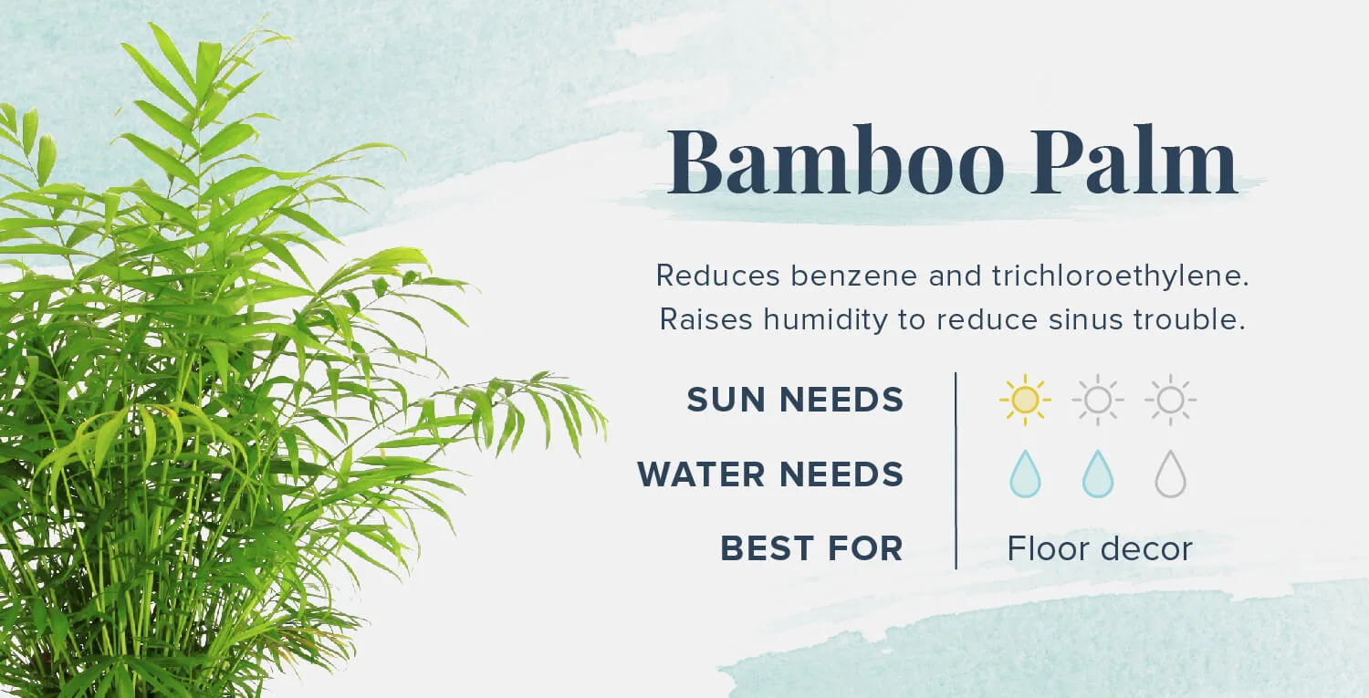 Plants-That-Help-You-Sleep-Bamboo-Palm