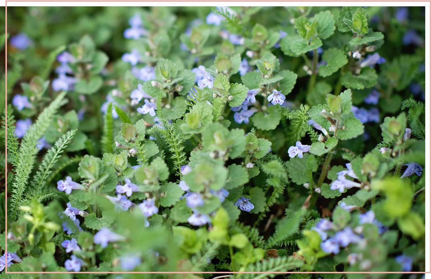 flowering-weeds-and-unexpected-beauty-3-creeping-charlie