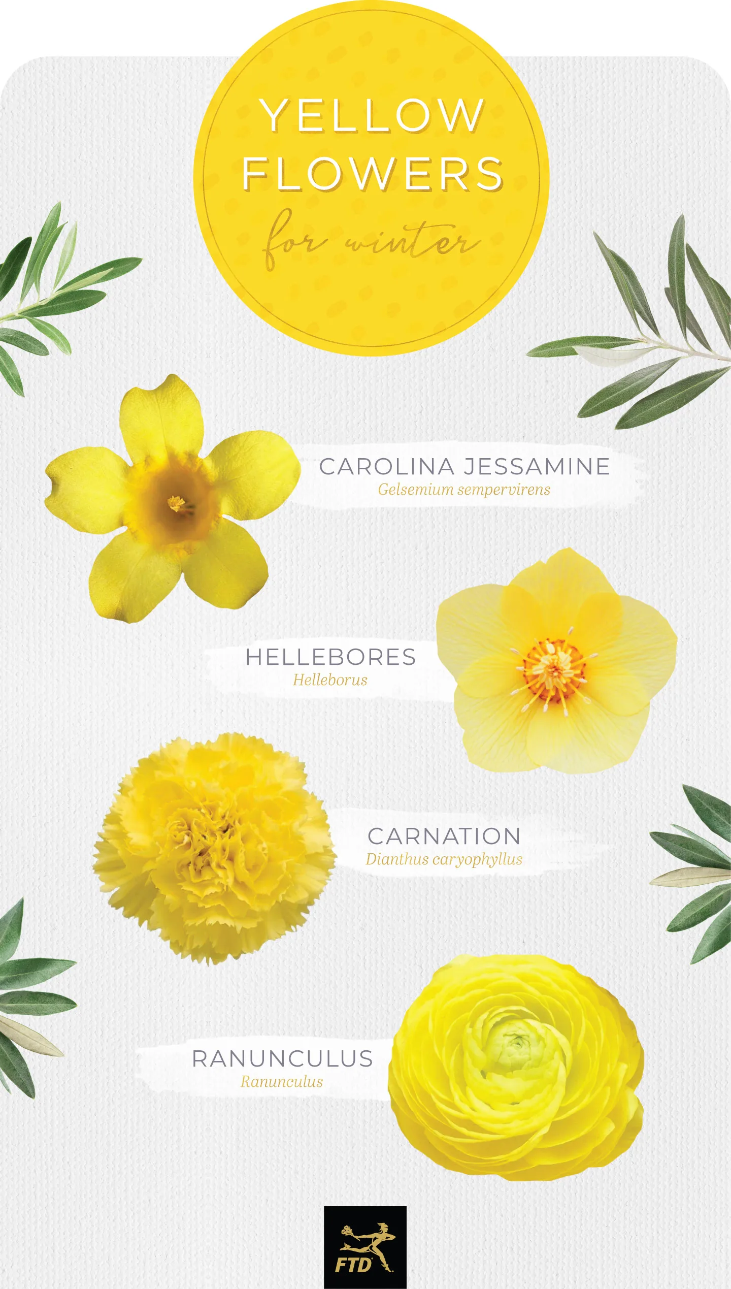 30 Types of Yellow Flowers