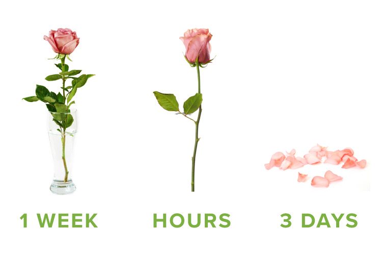 How Long do Roses Last?