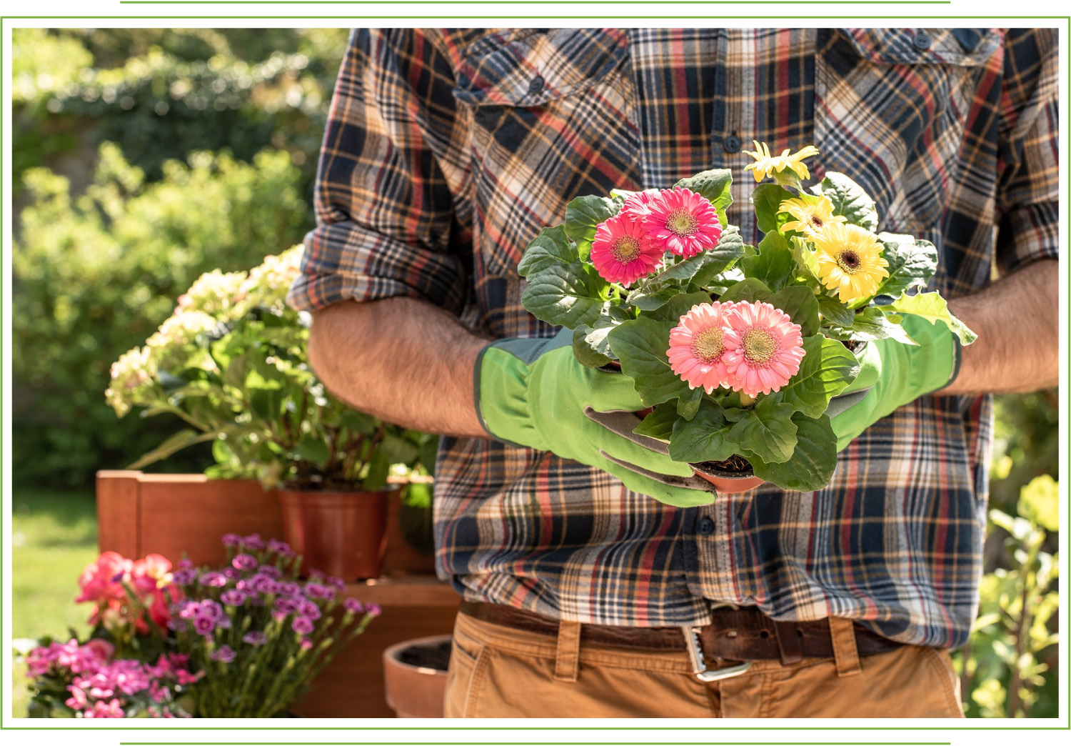 how to care for gerbera daisies