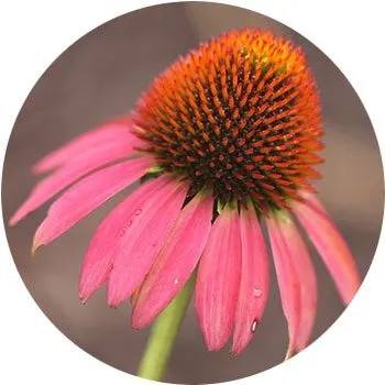 Coneflower