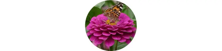 purple-zinnia-elegans