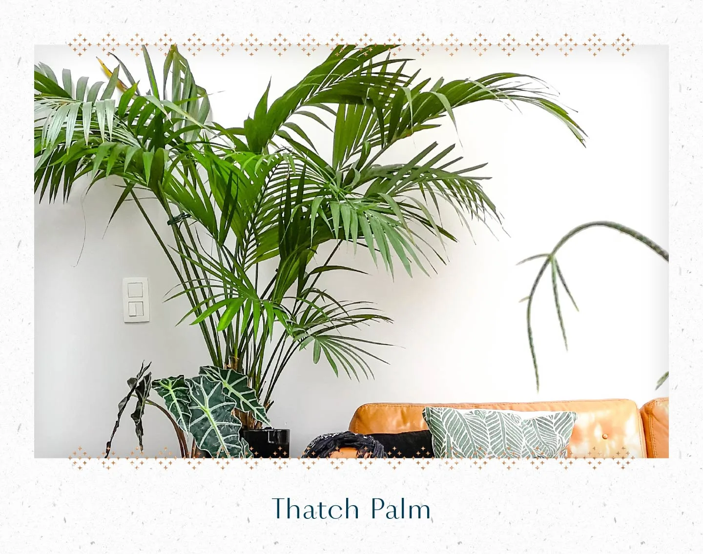 thatch-palm