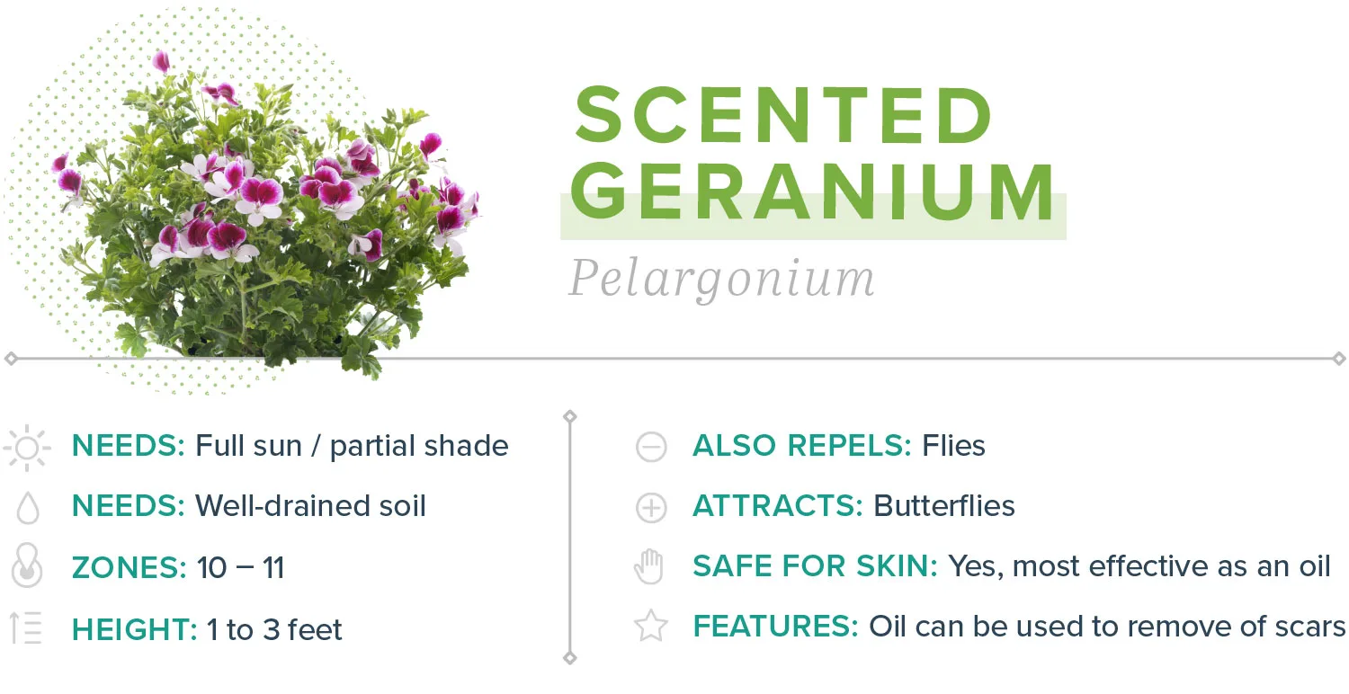 mosquito-repelling-plants-14-scented-geranium