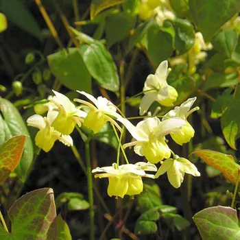 elfenblume-epimedium-x-versicolor