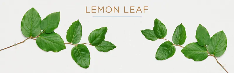 lemon-leaf