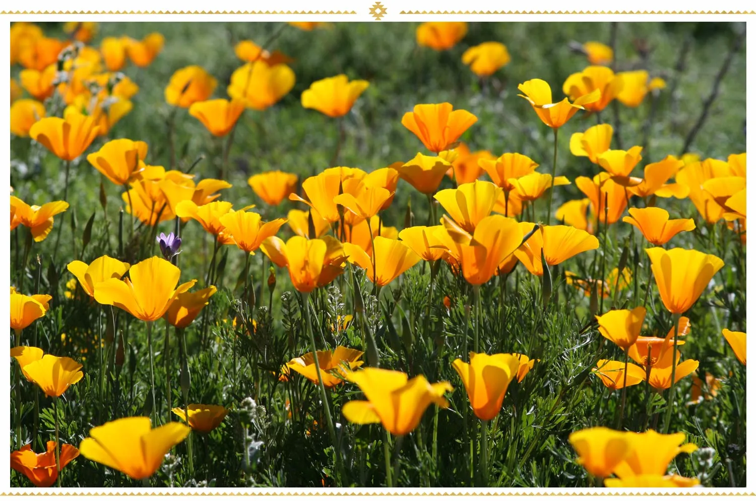 mexican-flowers-field