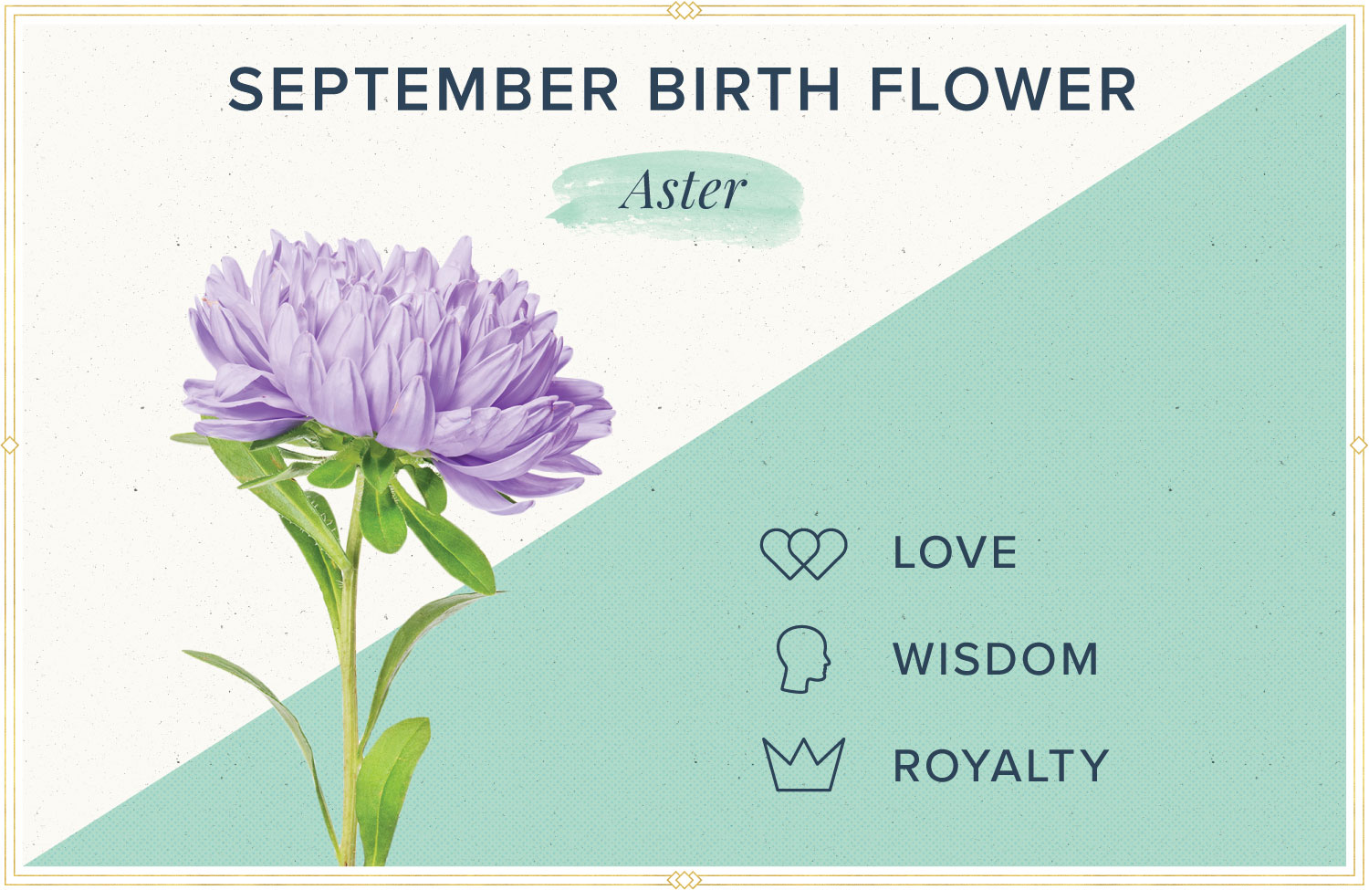 September birth month flower meaning aster