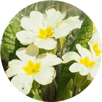 48 Types Of White Flowers Proflowers Blog