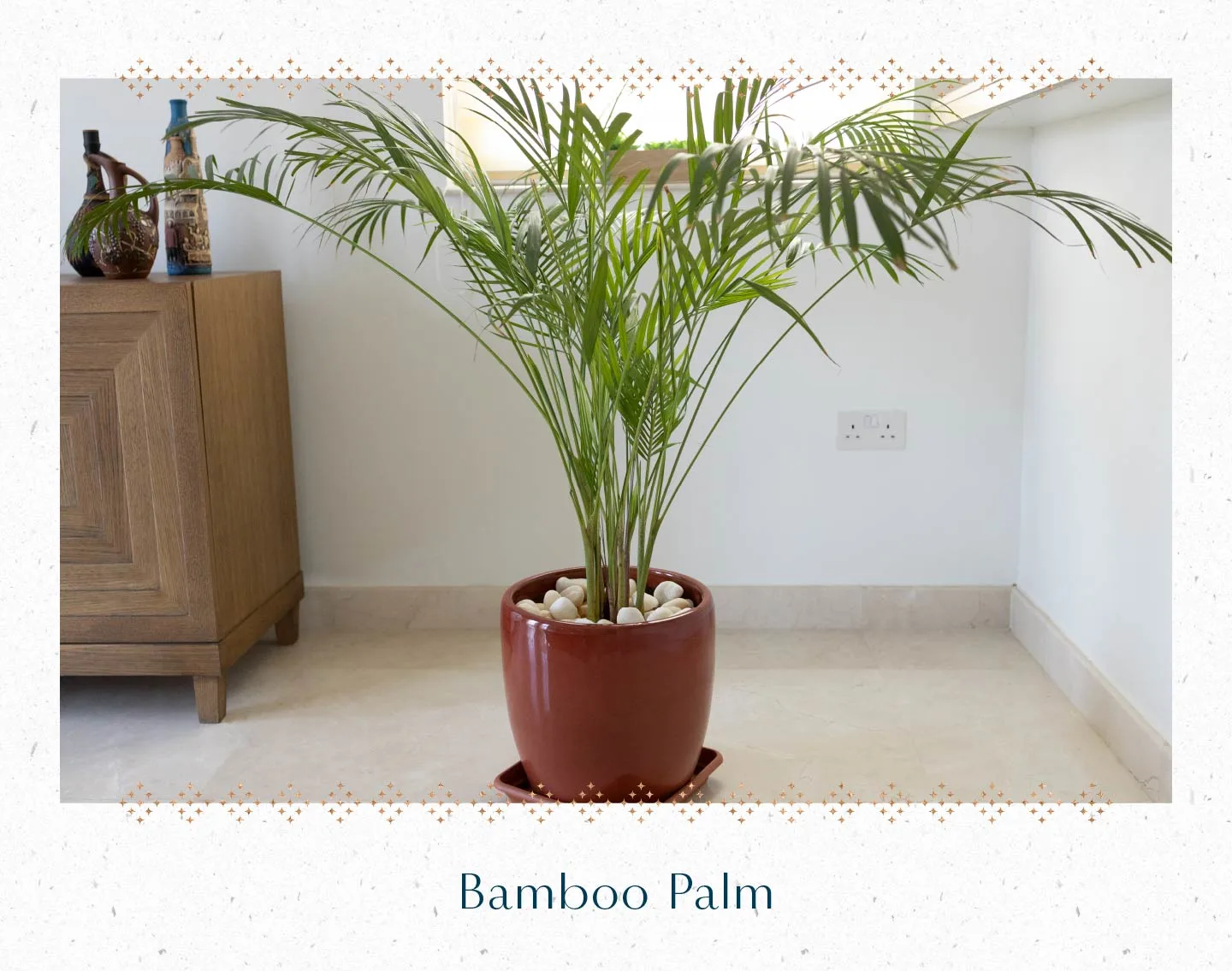 bamboo-palm
