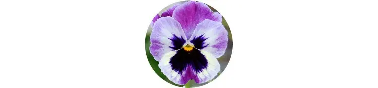 purple-viola-wittrockiana