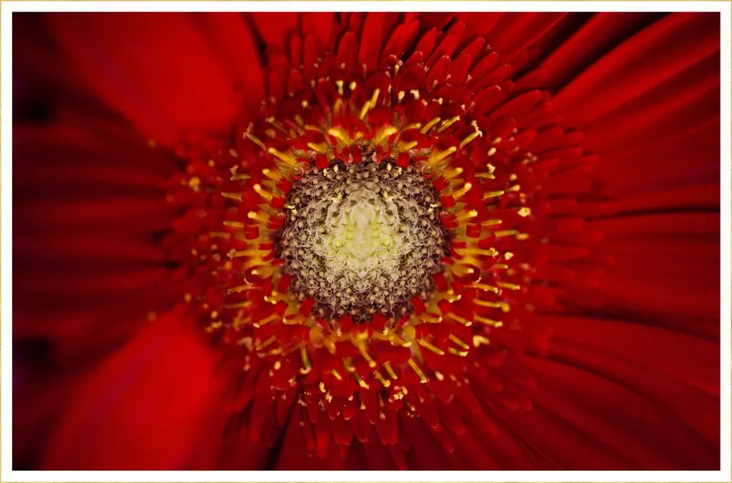 40 Types of Red Flowers