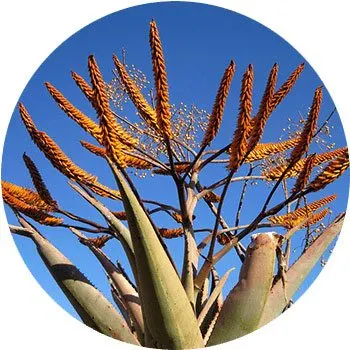 orange-aloe-barbadensis