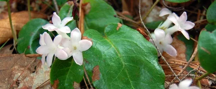 Massachusetts State Flower - The Mayflower