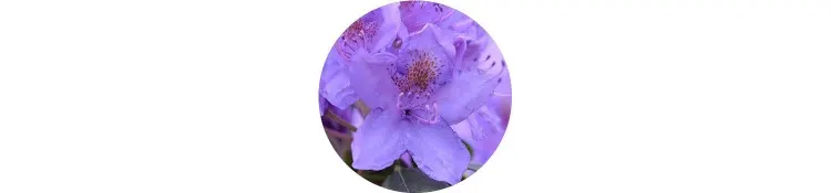 purple-rhododendron