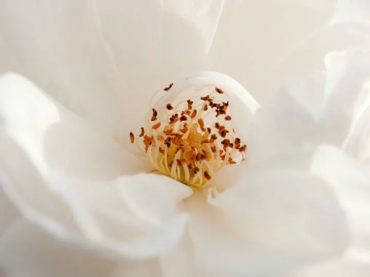 40 Types of White Flowers