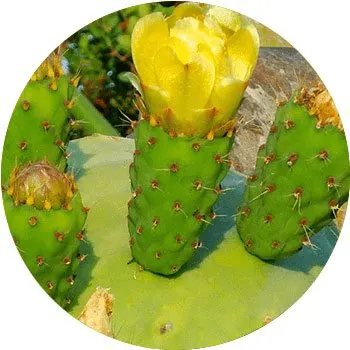 yellow-opuntia-humifusa