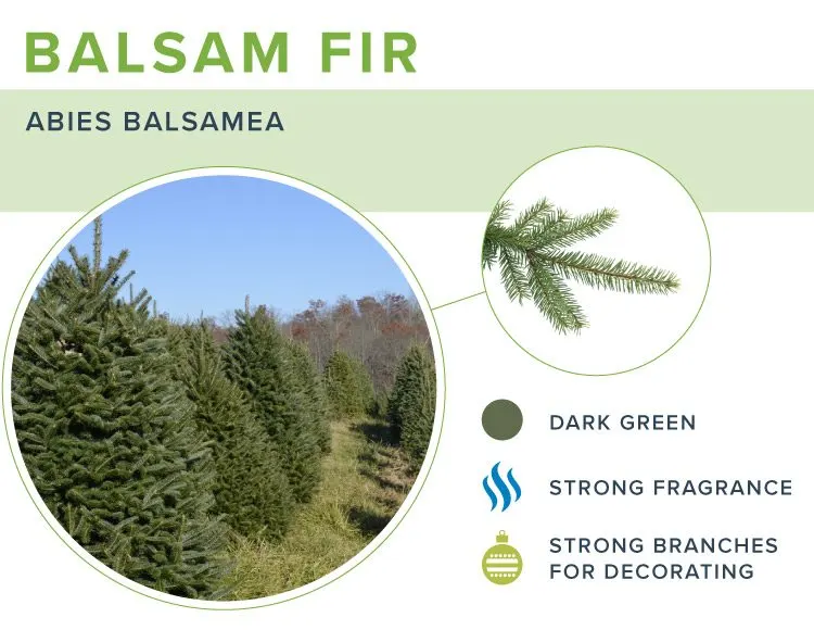types-of-christmas-trees-BALSAM