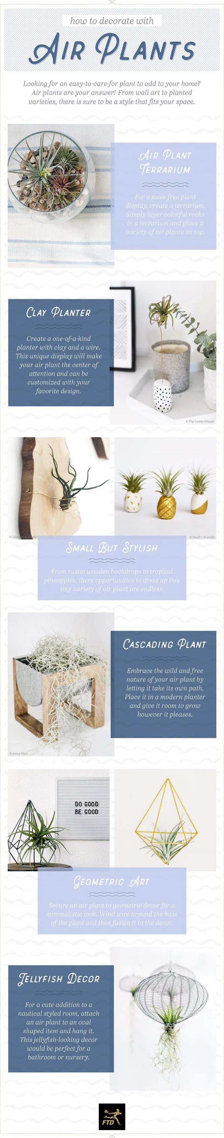 18 Types of Air Plants For Your Home