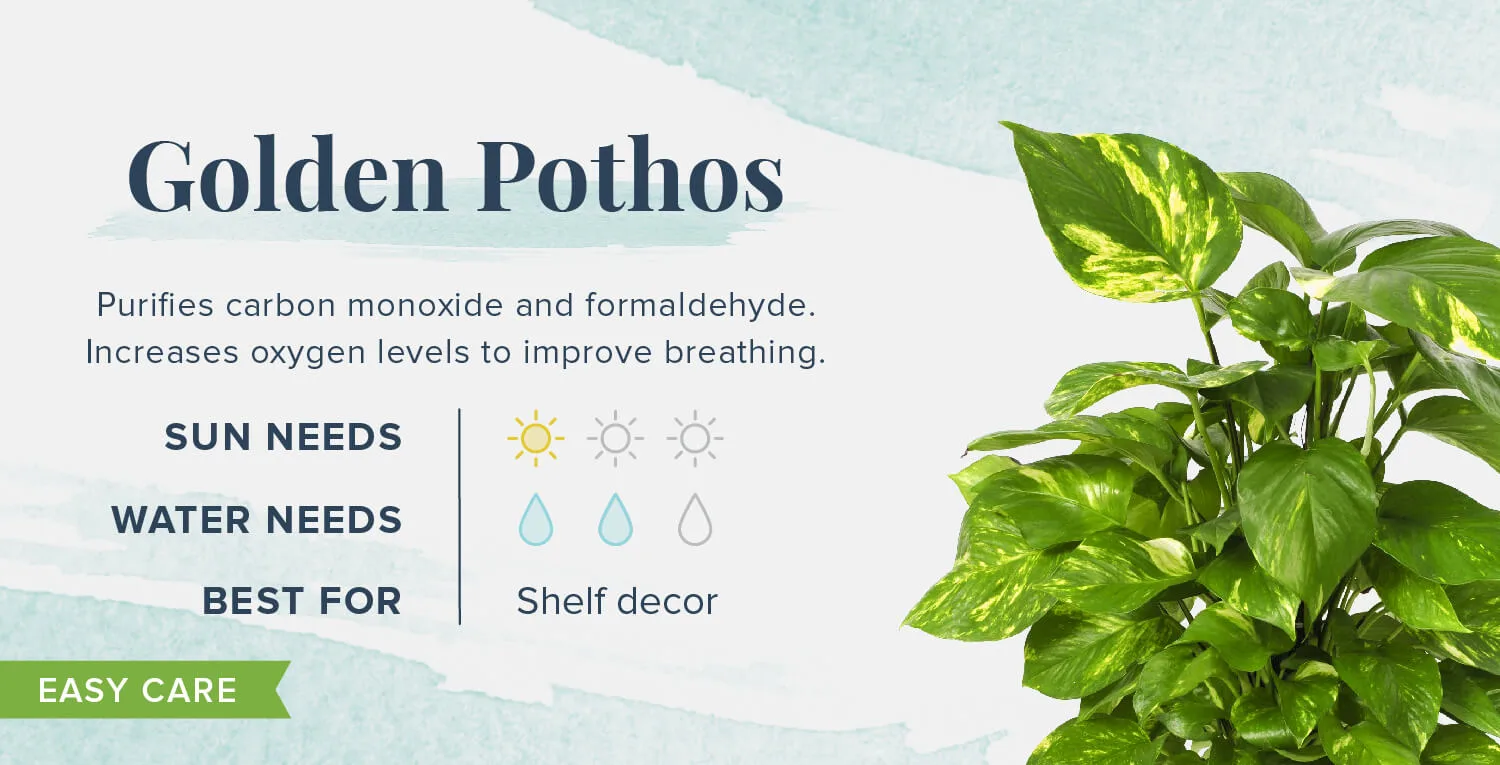 Plants-That-Help-You-Sleep-Golden-Pothos