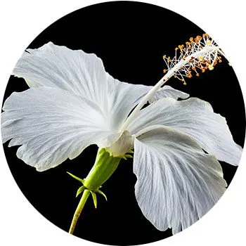 white-hibiscus-rosa-sinensis