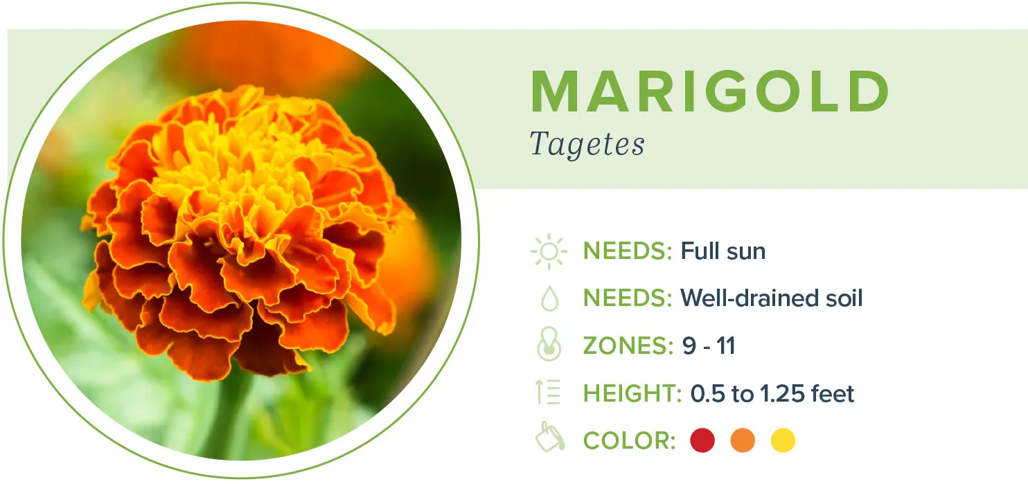 Annual-flowers-marigold