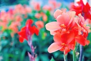 Gladiolus Meaning And Symbolism FTD