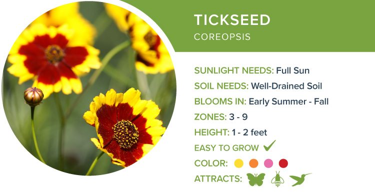 best perennial flowers for sun