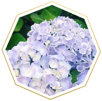 HYDRANGEA