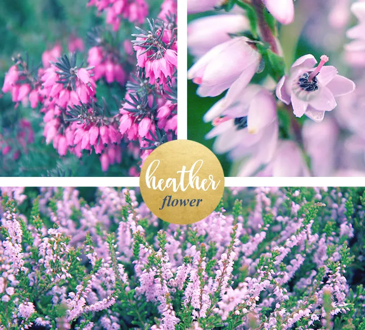 Heather Meaning and Symbolism