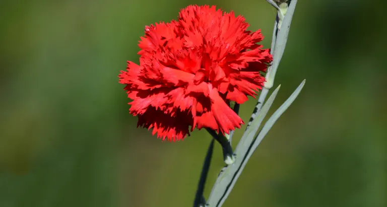 Ohio State Flower - Scarlet Carnation - ProFlowers Blog