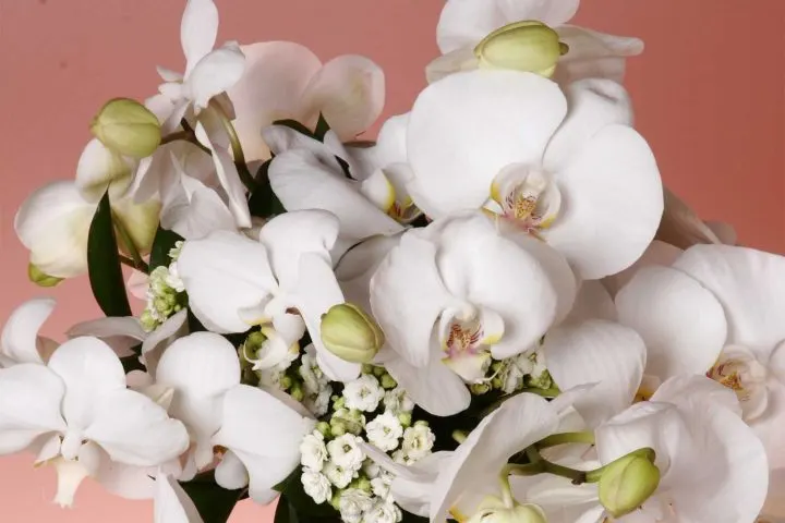 romantic-orchid-720x480