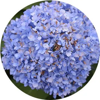 blue-hydrangea-macrophylla