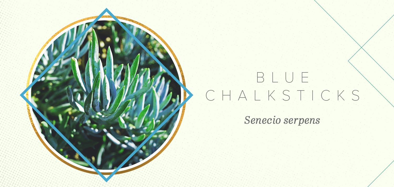 colorful succulents blue senecio serpens