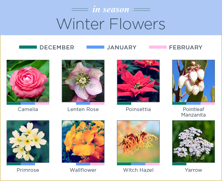 What Flowers Are In Season? A Seasonal Flower Guide