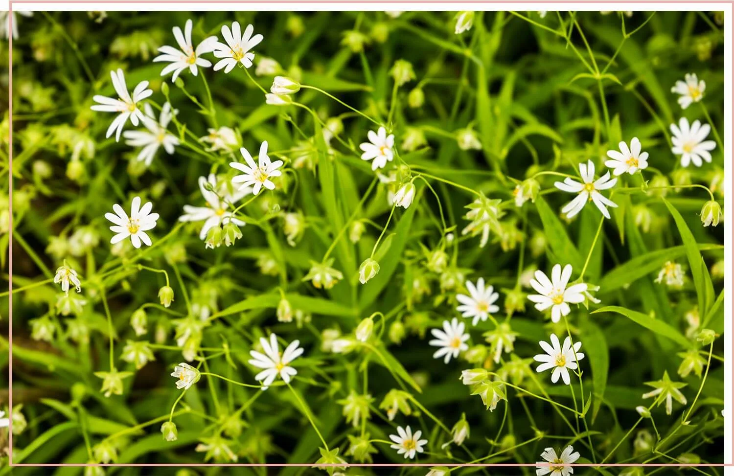 flowering-weeds-and-unexpected-beauty-19-chickweed