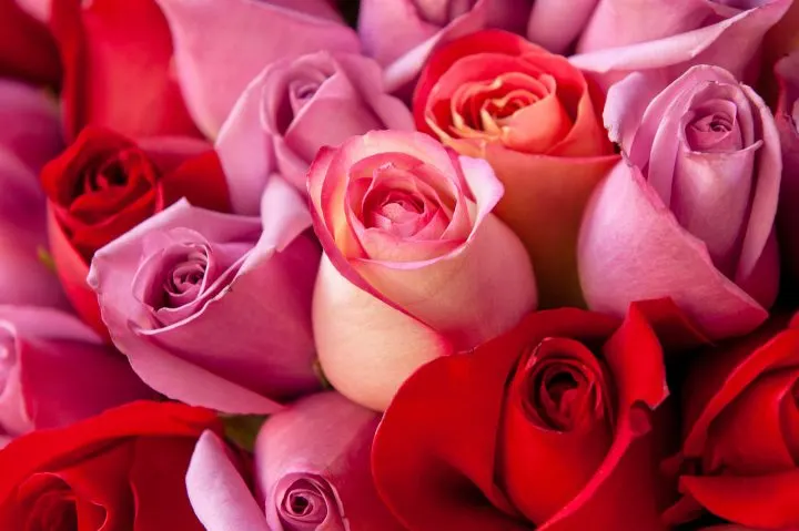 rose-color-meanings-hero-720x479